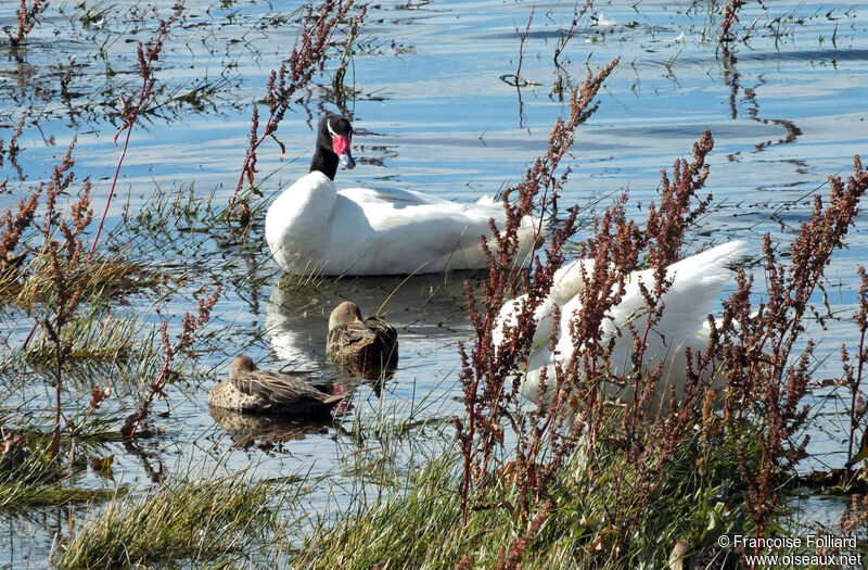 Cygne à cou noir