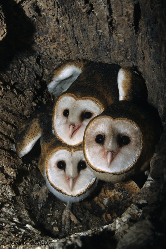 American Barn Owl, identification