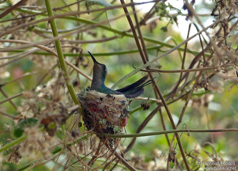 Émeraude de Ricord, identification, Nidification