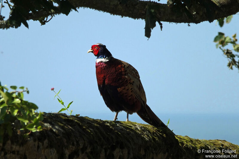 Faisan de Colchide