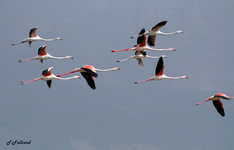 Greater Flamingo, Flight