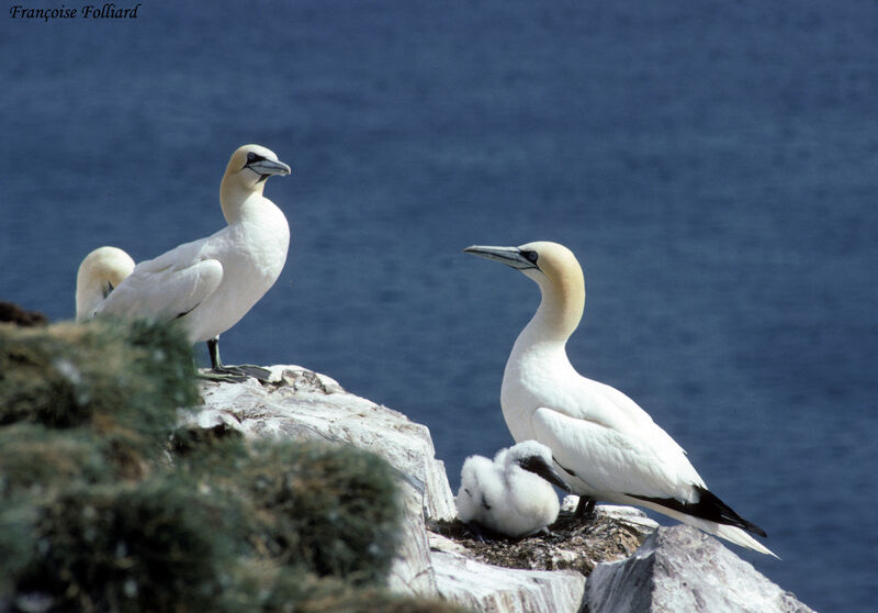 Northern Gannet, Reproduction-nesting