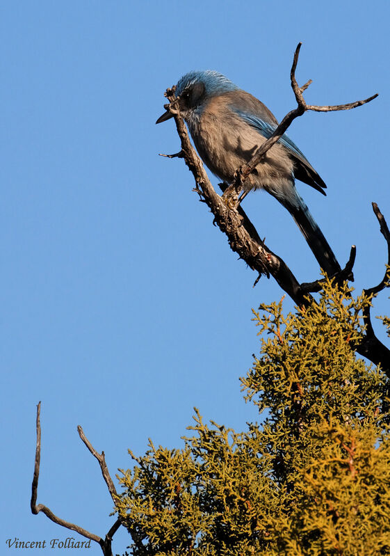 Woodhouse's Scrub Jay female adult, identification