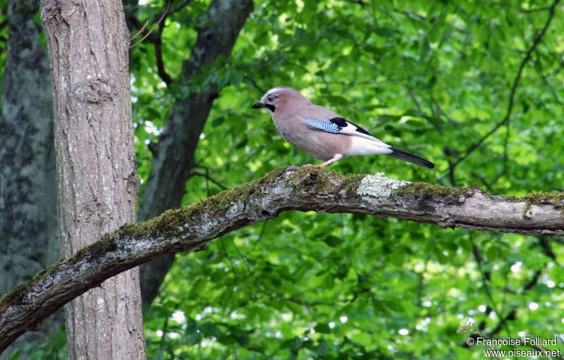 Eurasian Jay, identification