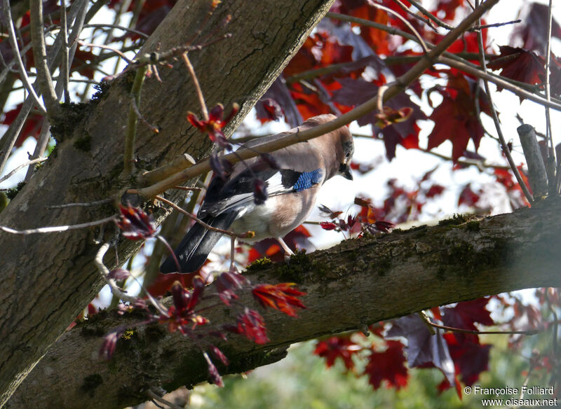 Eurasian Jay, identification