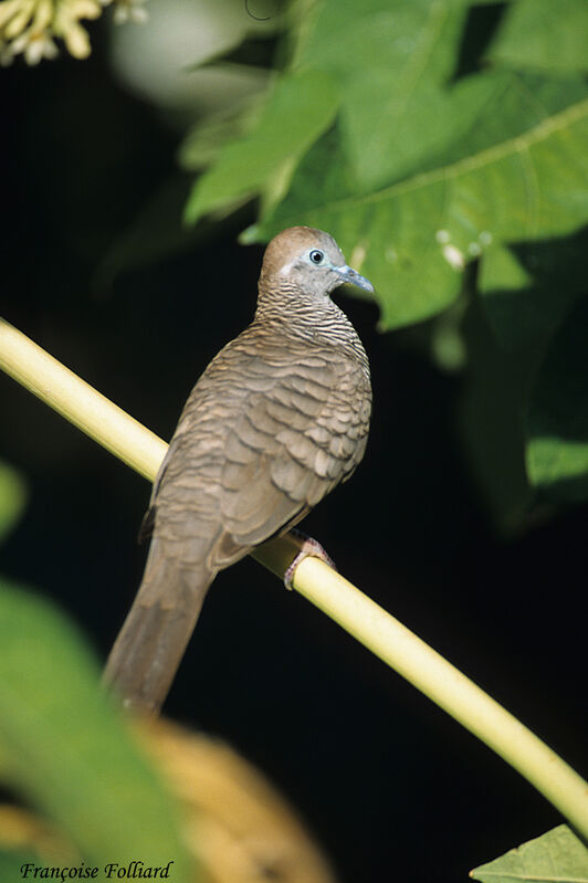 Géopélie zébréeadulte, identification