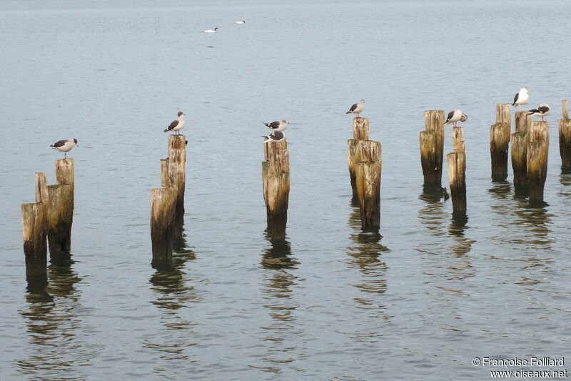 Dolphin Gull