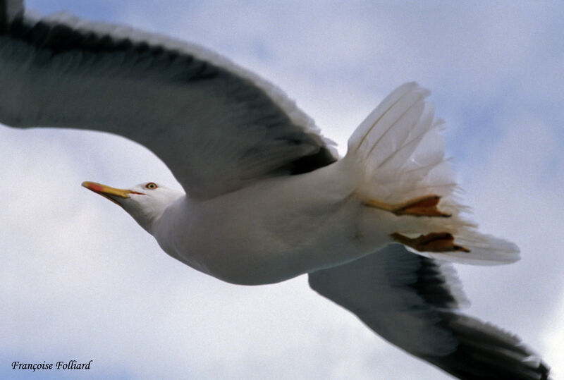 Great Black-backed Gulladult, Flight