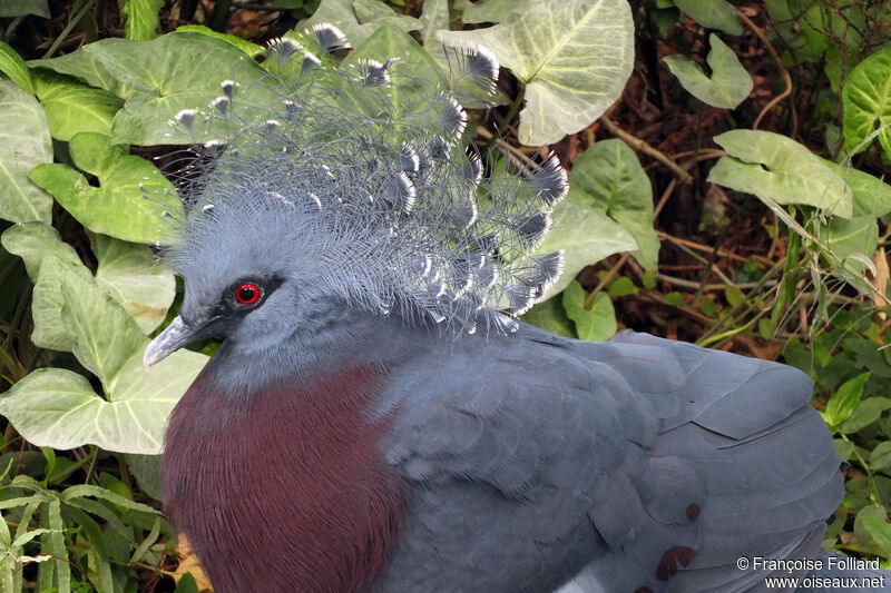 Victoria Crowned Pigeon