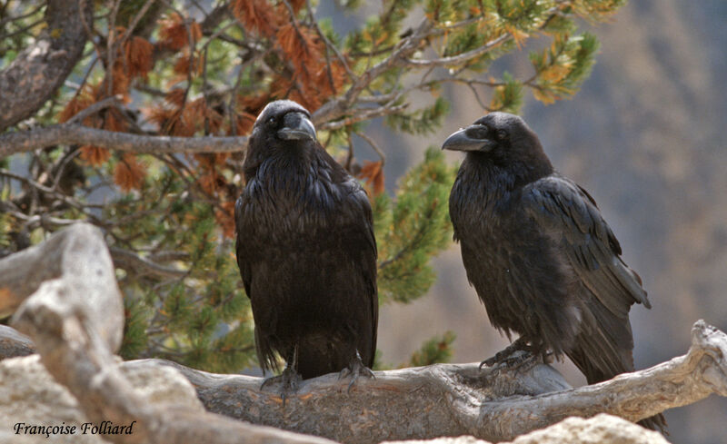 Grand Corbeau, Comportement