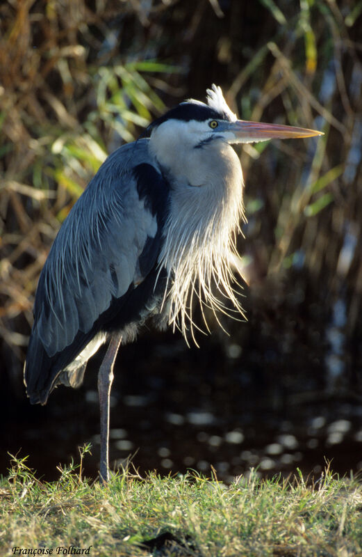 Grand Héronadulte, identification