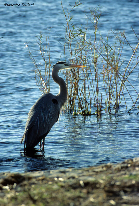 Grand Héronadulte, identification