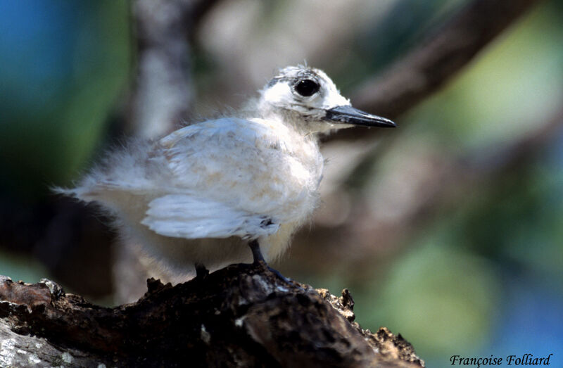 White Ternjuvenile, identification