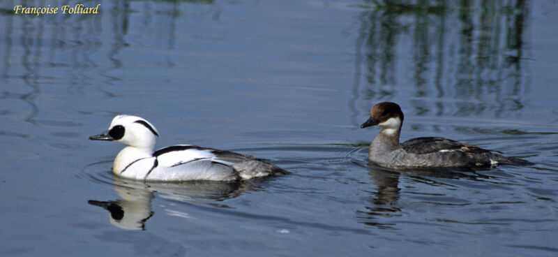 Harle piette adulte, identification