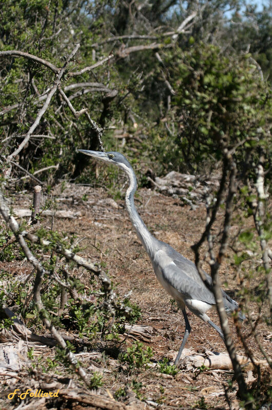 Black-headed Heronimmature, identification