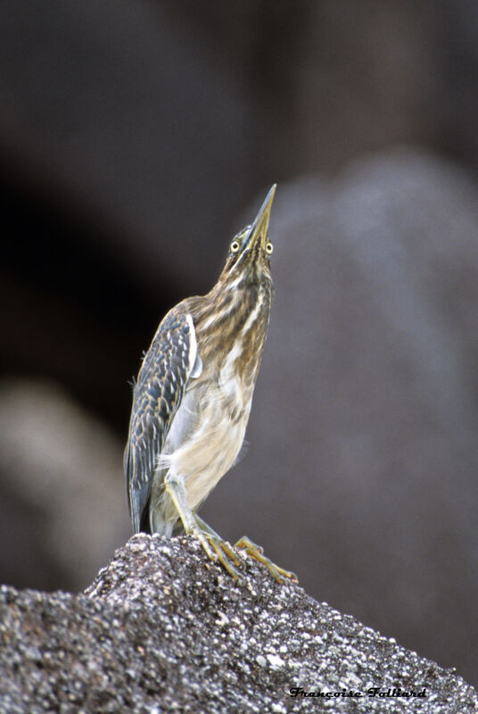 Striated Heron, identification