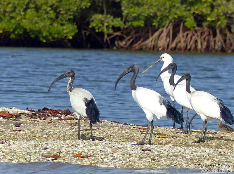 African Sacred Ibis