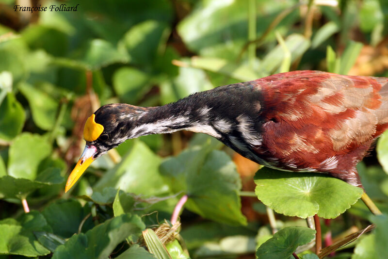 Jacana du Mexiqueimmature, identification