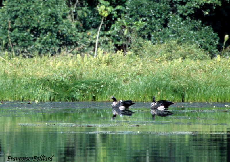 Horned Screamer, identification