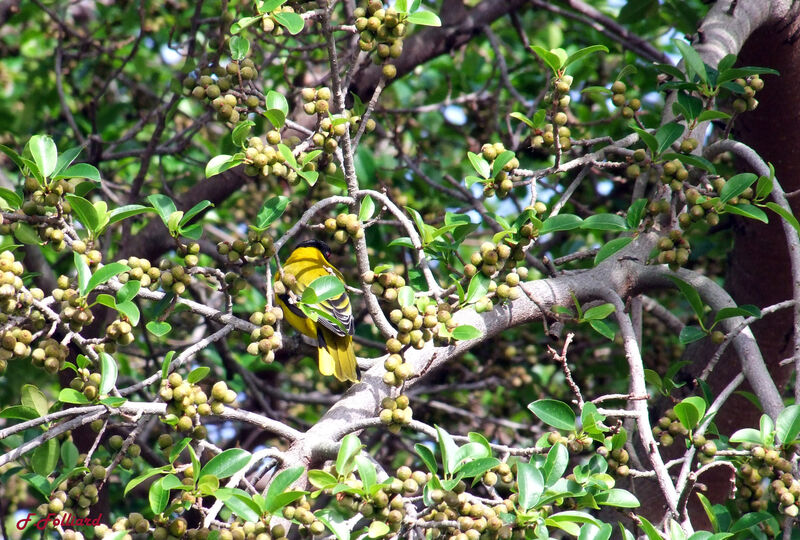 Black-headed Orioleadult, identification, feeding habits