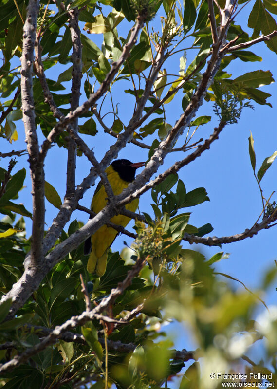 Loriot masquéadulte, identification