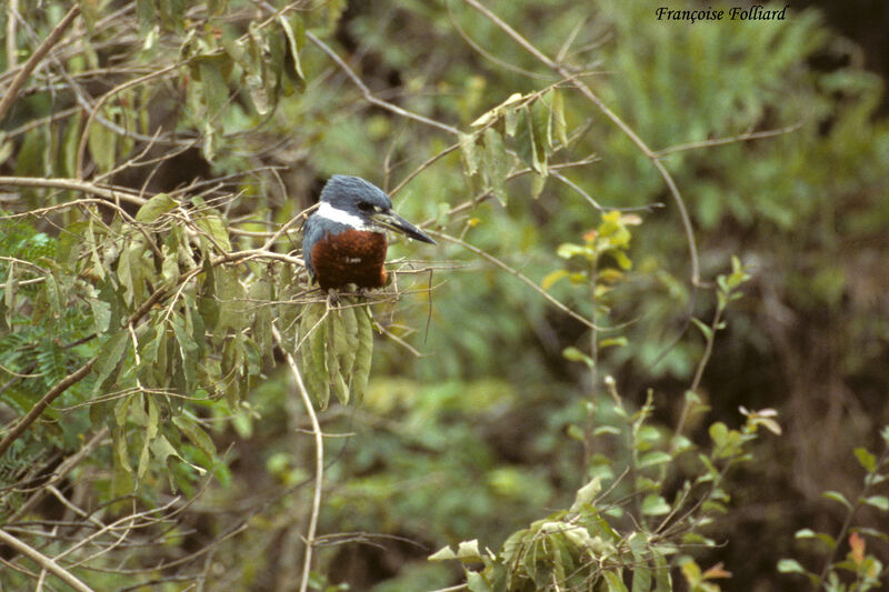 Martin-pêcheur à ventre rouxadulte, identification