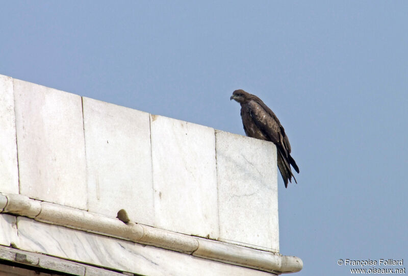 Black Kite (govinda), identification