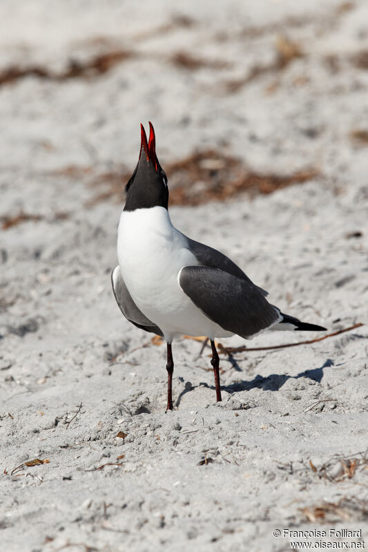 Laughing Gull