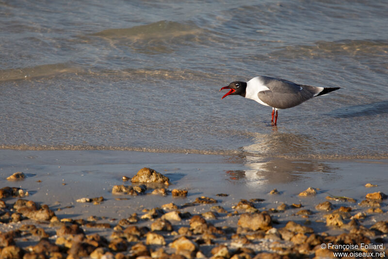 Mouette atricille