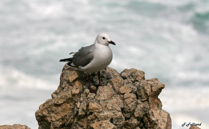 Hartlaub's Gulladult, identification