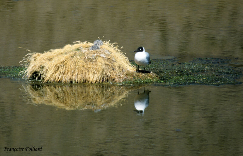 Mouette des Andesadulte, identification, Nidification