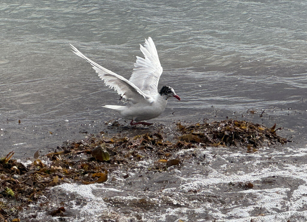 Mouette mélanocéphalejuvénile, identification, mange