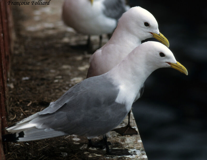 Mouette tridactyleadulte, identification