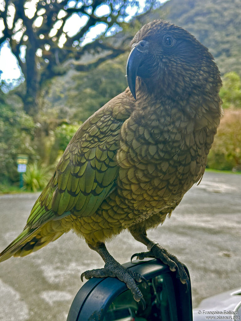 Kea