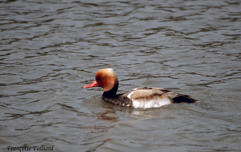 Red-crested Pochardadult, identification