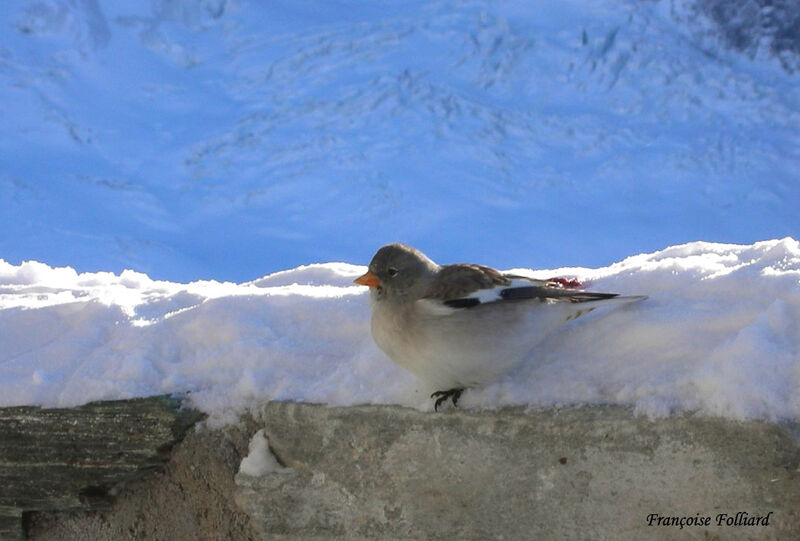 Niverolle alpineadulte, identification