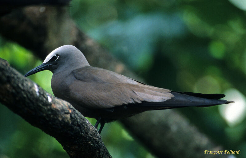 Brown Noddyadult, identification