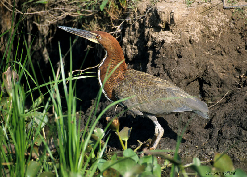 Onoré rayéadulte, identification