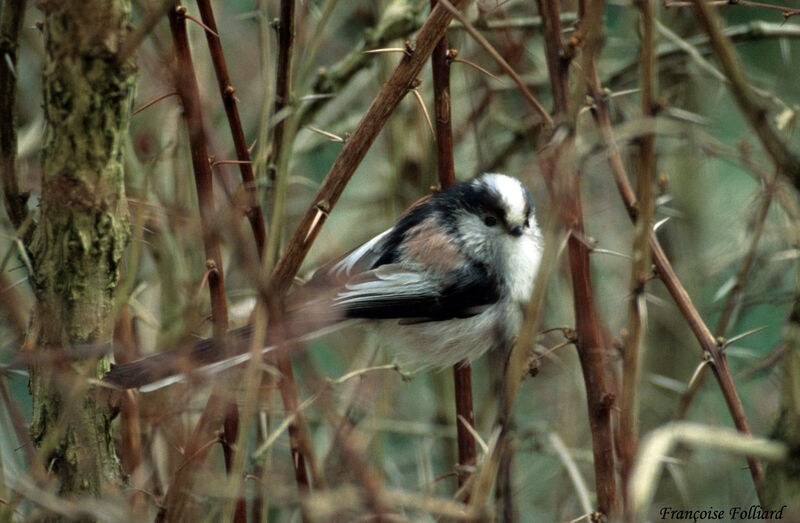 Orite à longue queue, identification