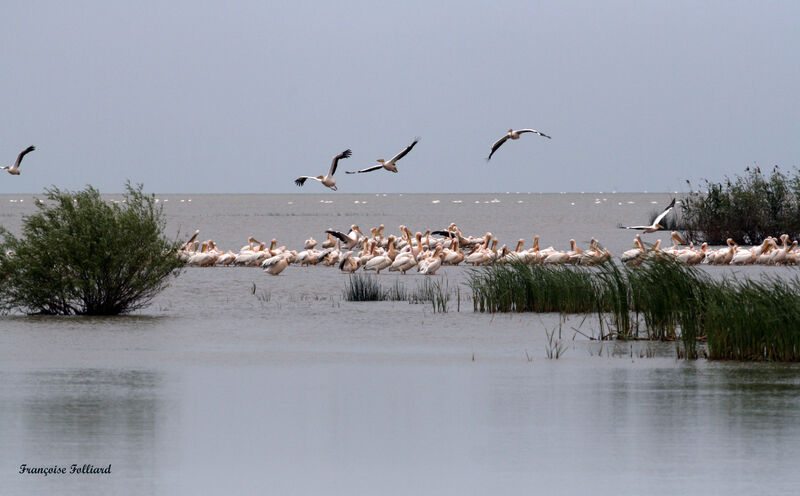 Great White Pelicanadult, identification, Behaviour