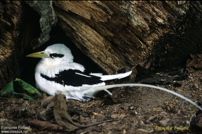 White-tailed Tropicbirdadult, identification