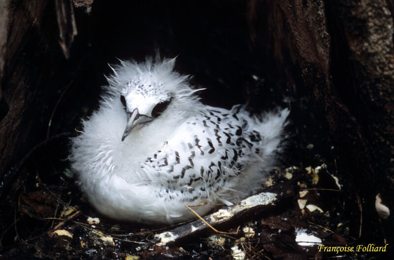 White-tailed Tropicbirdjuvenile, identification