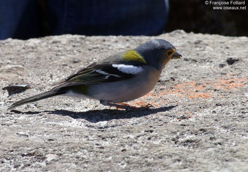 Eurasian Chaffinch male, identification