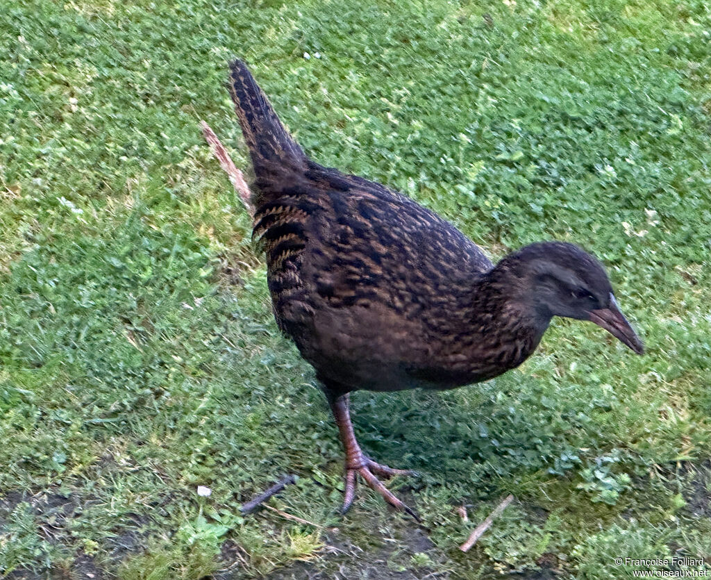 Weka