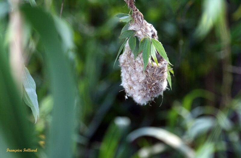 Eurasian Penduline Tit, Reproduction-nesting