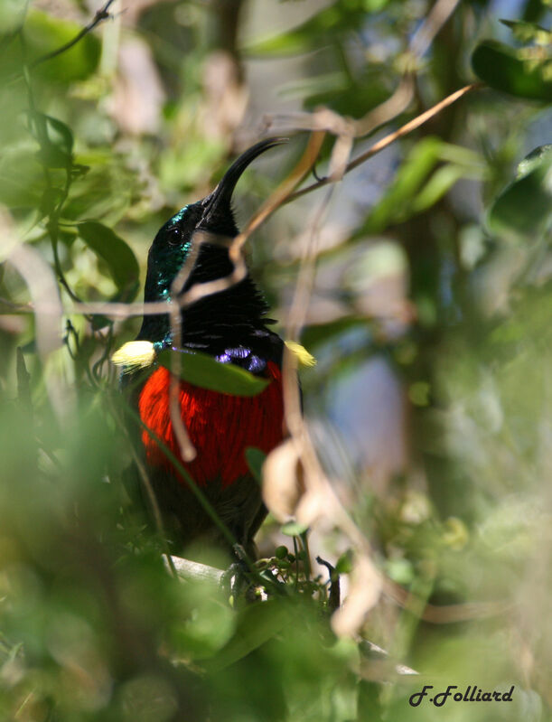 Souimanga à plastron rouge mâle adulte, identification