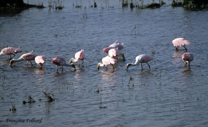 Roseate Spoonbilladult, feeding habits