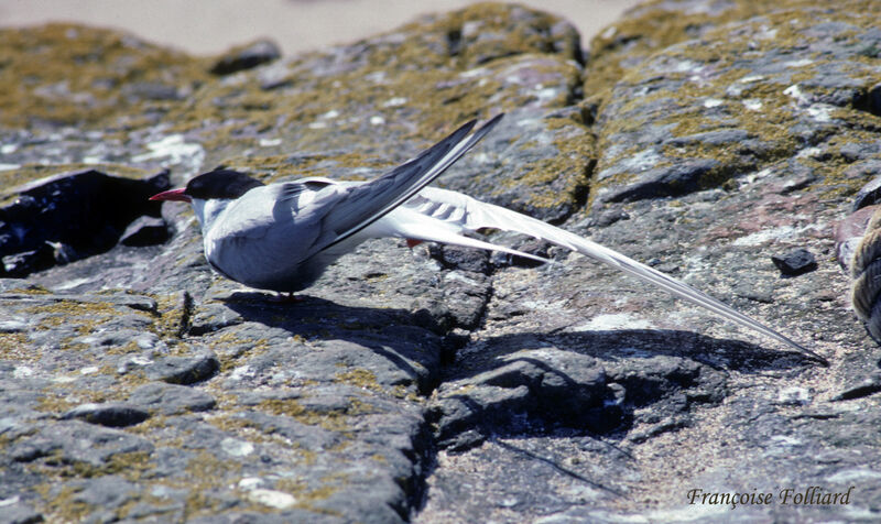 Arctic Ternadult, identification, Behaviour