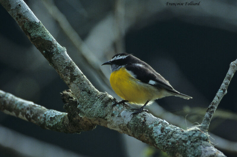 Bananaquitadult, identification