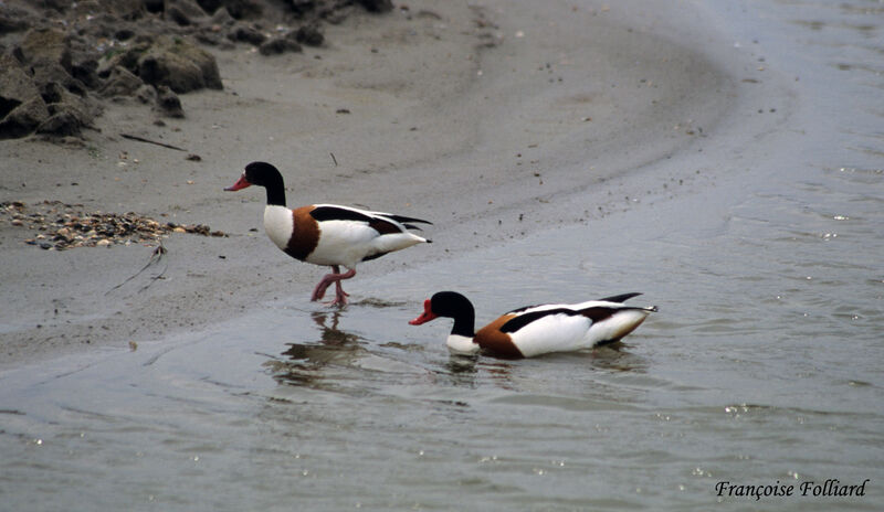 Common Shelduck adult, identification, Behaviour